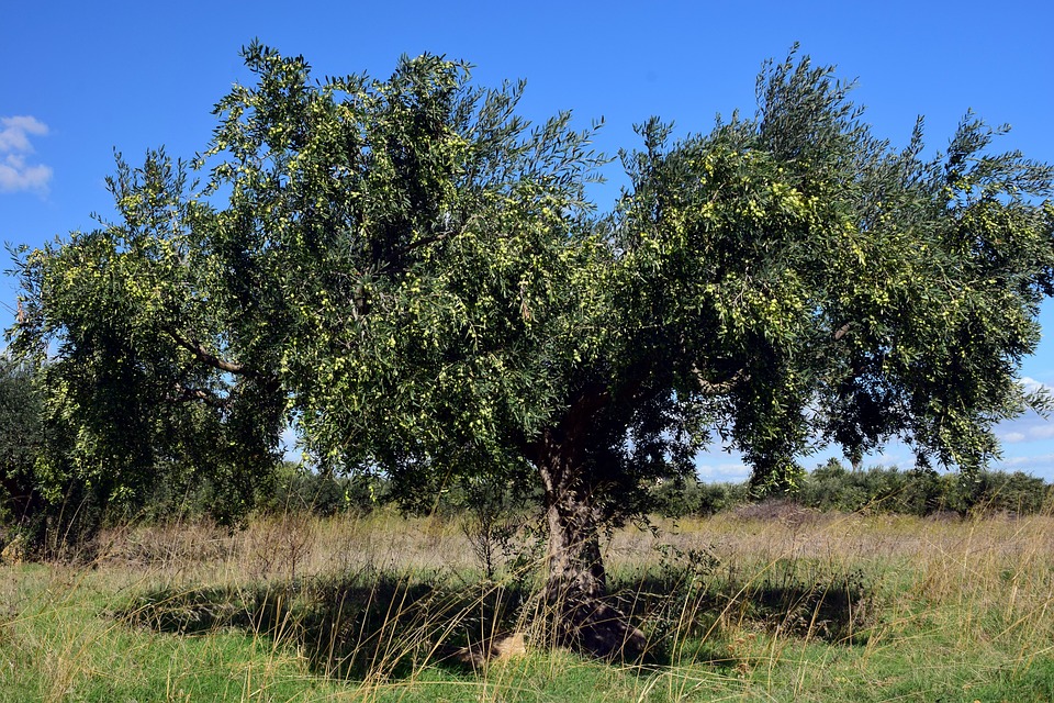 peah 2_4 olive tree