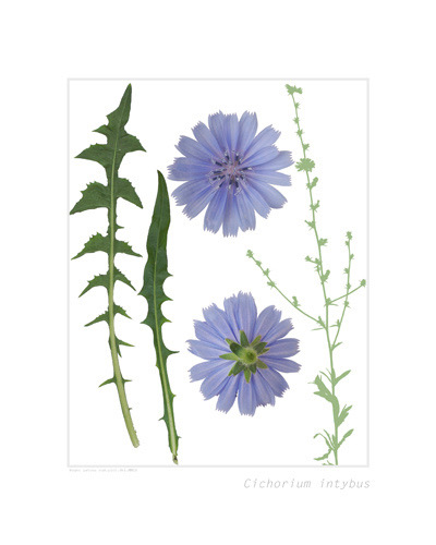 Kilayim 1_2 עולשין