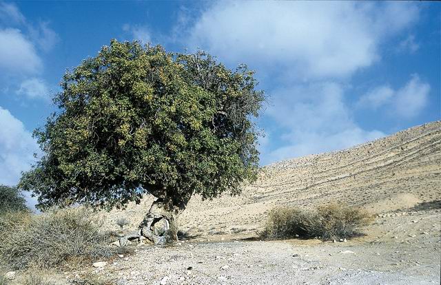 אילן ״האלה״
